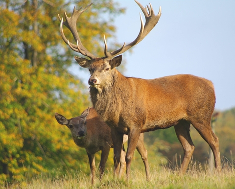 Stag deer clearance